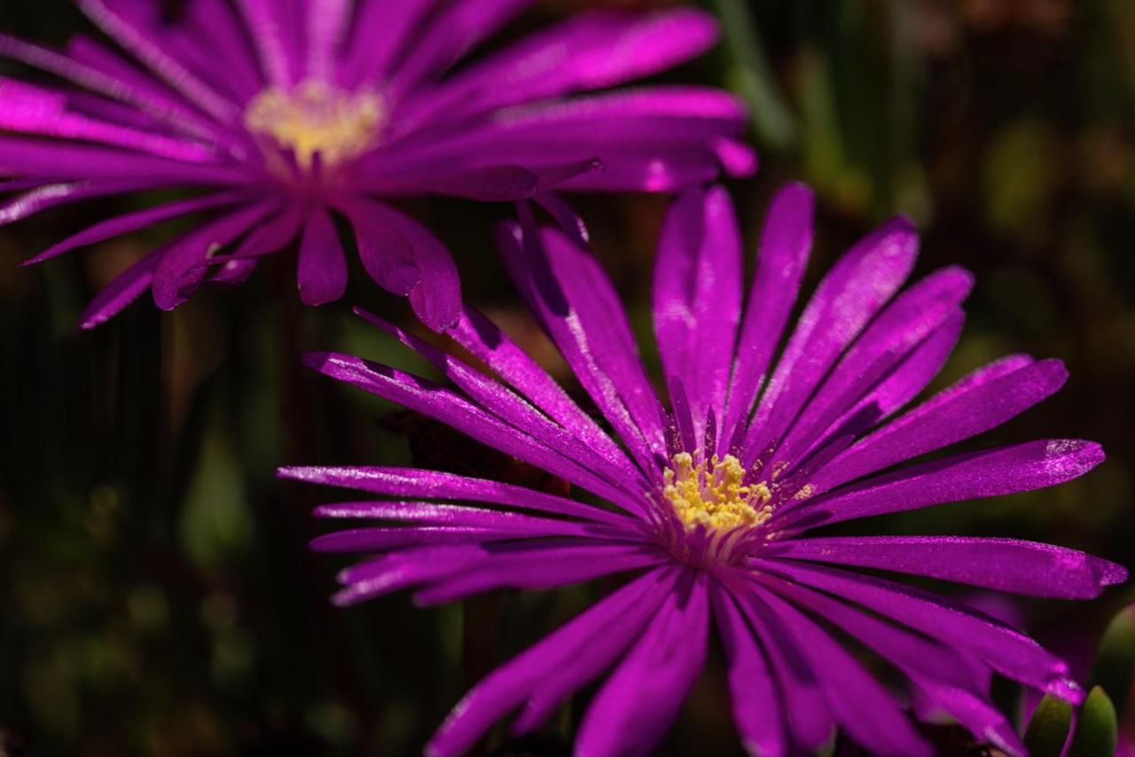 Estreito Da Calheta Casas Da Vereda חדר תמונה